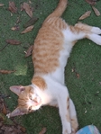Free kittens + orange momma cat
