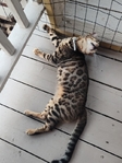Registered Bengal kittens