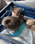 Adorable Pomeranian Puppies