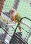 BIRDS BIRDS BIRDS FOR SALE!!!