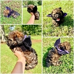 Toy poodle pups!