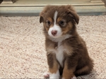 Toy Australian Shepherd Puppy