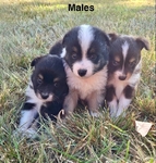 Toy Mini Aussie Puppies -ASDR Registered