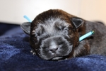 Working line german shepherd puppies