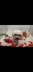 Adult AKC Yorkie and Maltese