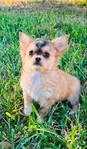 Chihuahua puppies in Houston Clear Lake