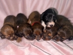 Mini Longhair Dachshund Puppies