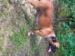 FREE cane Corso