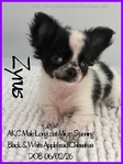Exquisite AKC Male Applehead Chihuahuas