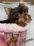 Gorgeous Tiny AKC Registered Female Yorkies