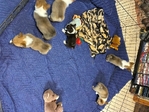 Pembroke welsh corgi pups