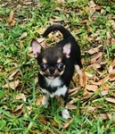 Chihuahua puppies