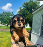 Maltipoo baby boys