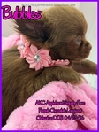 AKC Chocolate Applehead Longcoat Chihuahuas