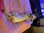 Female Dalmatian