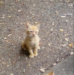 Free Kittens in Port Arthur