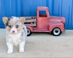 Registered Corgi puppies