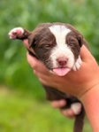 Australian shepherd’s