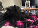 Puppy needing Forever home
