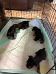 Yorkie Puppies