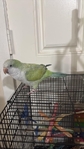Quaker parrot/bird/parrot/tame
