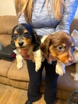 Amazing Full-Blood Dachshund Puppies