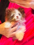 Pomapoo 2 tiny tiny female sisters.