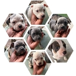 Pocket Bullies