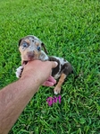 Catahoula puppies