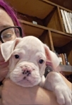 Boxer Puppies