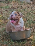 Lilac Tri Blue-eyed Merle English Bulldog