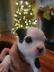 Boston Terrier Puppies