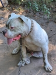 Bully PitBull Puppies