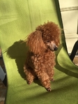 Toy Poodles Korean lines