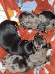Ckc Long haired miniature dachshunds