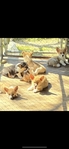 Pembroke corgi pups