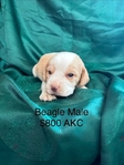 Beagle puppies AKC