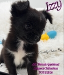 AKC Applehead Longcoat Chihuahuas