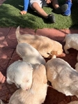 Beautiful Golden Retriever Puppies