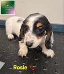 AKC Mini Long-Haired Dachshunds