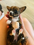 Tiny Female Chihuahua