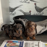 Beautiful Mini Dachshund Puppies