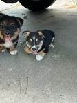A Little Corgi, A Lot of Love