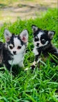 Chihuahua puppies Look!