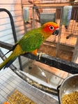 Baby Sun Conures, Quakers and White Belly Caiques