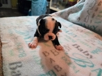 Boston terrier puppies