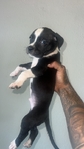 AVAILABLE NOW‼️ $80 for one pup $140 for two >🐶❤️