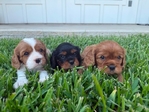 AKC Cavalier King Charles Spaniel Puppies