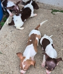 CHIWEENIE  CUTE  PUPPIES 7 WEEKS OLD