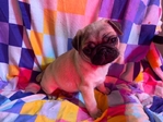 2 Pug Puppys for Rehoming